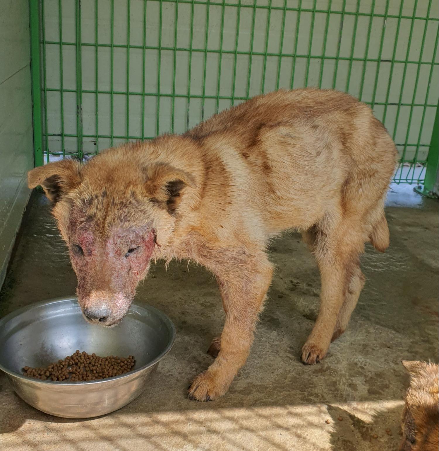진도개메디컬센터_446500202300134